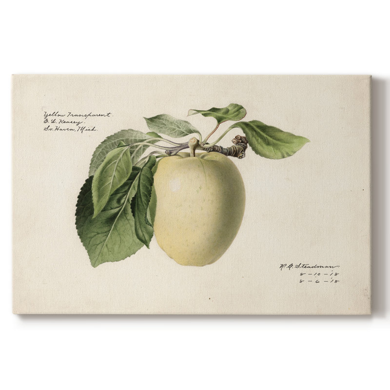 «Vintage Botanical - XLV» sur toile, H 9 po x l 13 po x P 1,5 po, Toile tendue