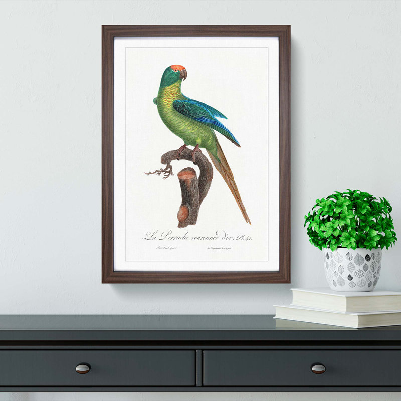 Peach-Fronted Parakeet by F. Levaillant - Picture Frame Painting Print, 36cm H x 27cm W x 2cm D, Walnut Framed