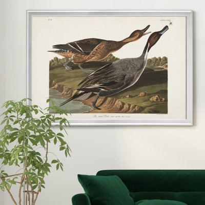 " Pin Tailed Duck "
