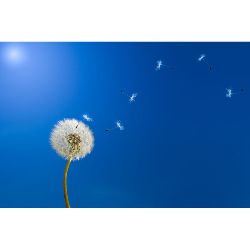Dandelion Seeds 6 par Ysuel - Photographie sur toile tendue, H 24 po x l 36 po
