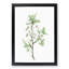 Plum Tree Flowers by Pierre-Joseph Redoute - Picture Frame Painting Print-55601104-55601103