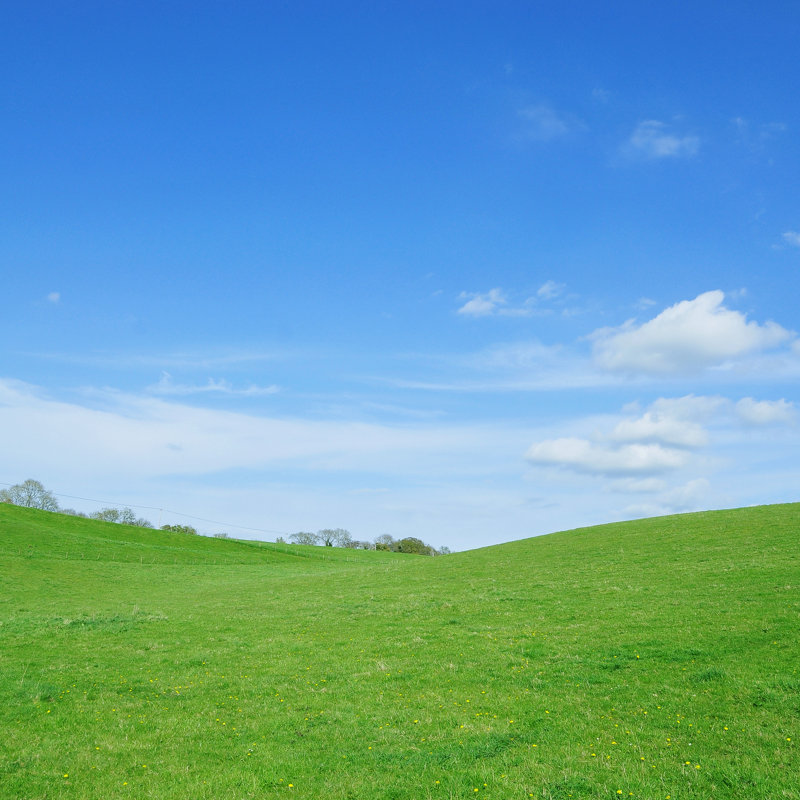 Lush Green Field by Akabei - Wrapped Canvas Print, 30cm H x 30cm W