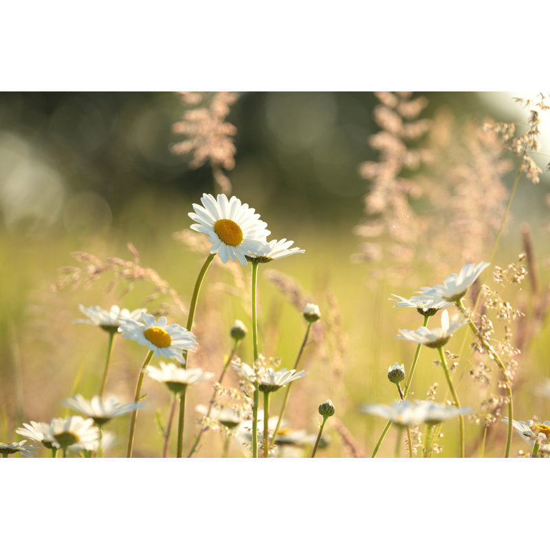 Marguerite - photographie sur toile tendue, H 20 po x l 30 po