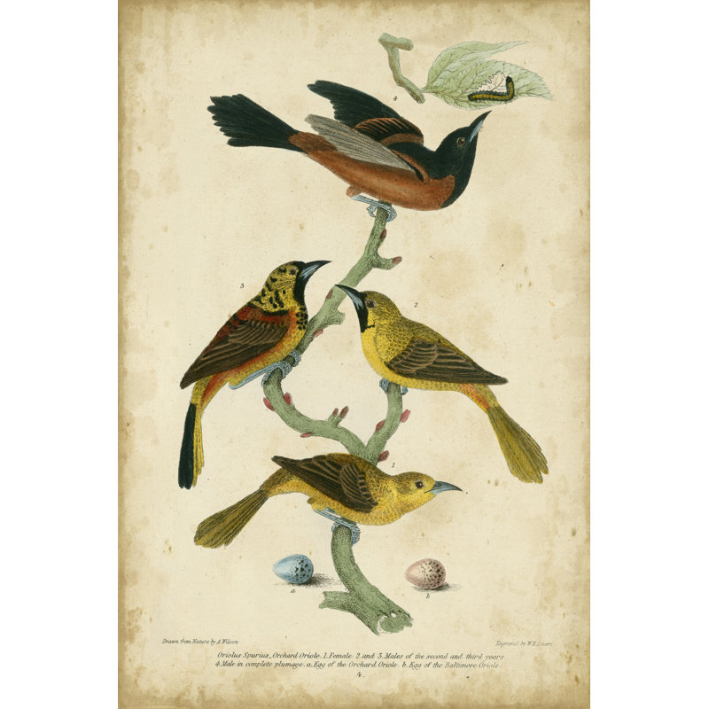 Wilsons Orchard Oriole by Alexander Wilson - Wrapped Canvas Painting, 46cm H x 30cm W