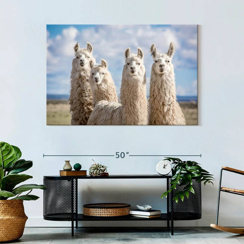 Fluffy White Llamas, 32" H x 48" W