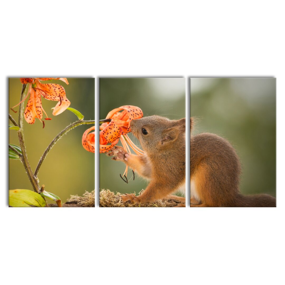 3-tlg. Leinwandbilder-Set Squirrel and Flower