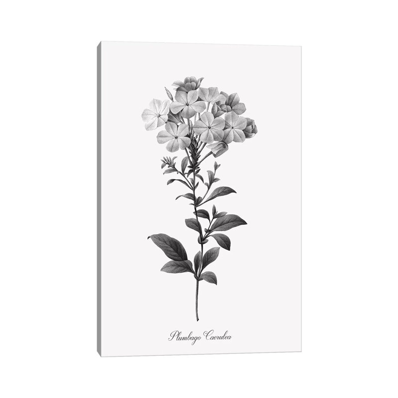 Simply Cape Leadwort by Kelly Donovan - Wrapped Canvas Painting, 66.04 cm H x 45.72 cm W