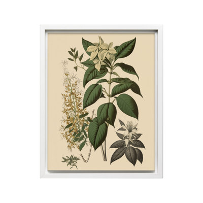 White Jasmine