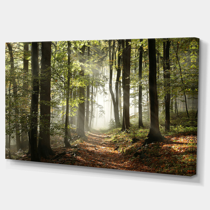 «Green Fall Forest with Sun Rays - Forest», reproduction de photo, H 20 po x l 40 po, Toile tendue, Sans cadre