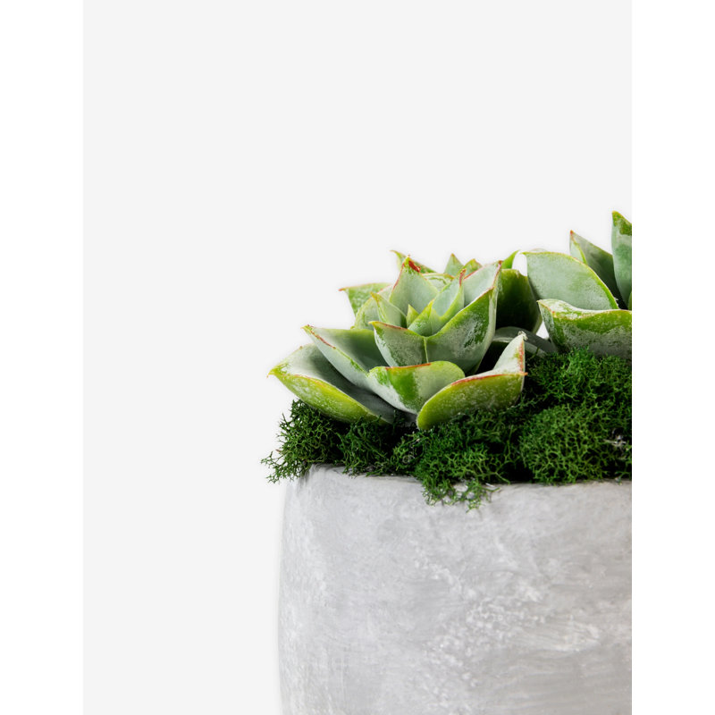 Sandy Ceramic Succulent Arrangement