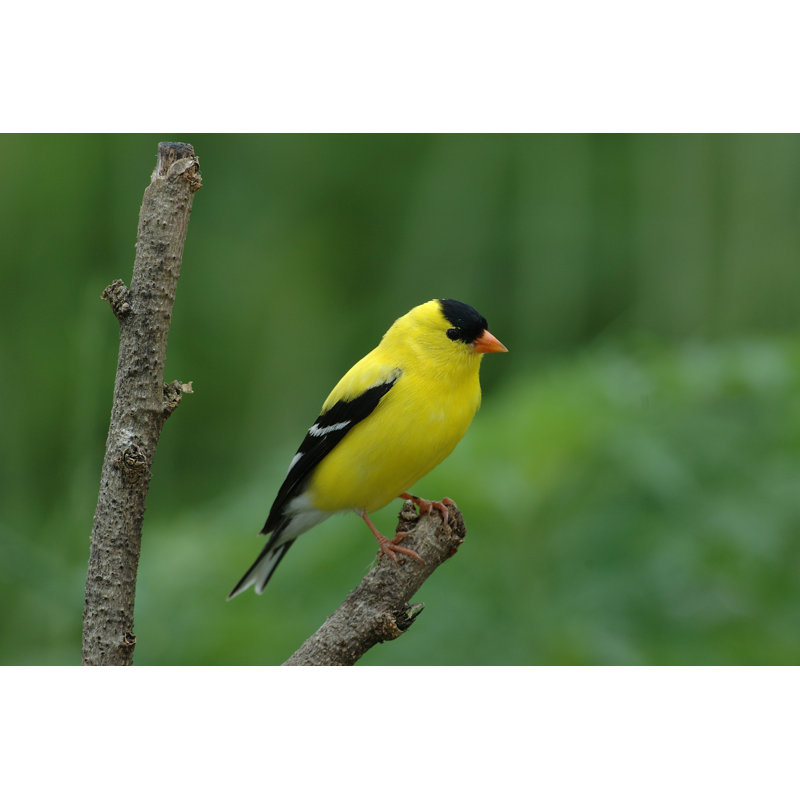 American Gold Finch by Jeminijoseph - Wrapped Canvas Print, 30cm H x 46cm W x 3.8cm D