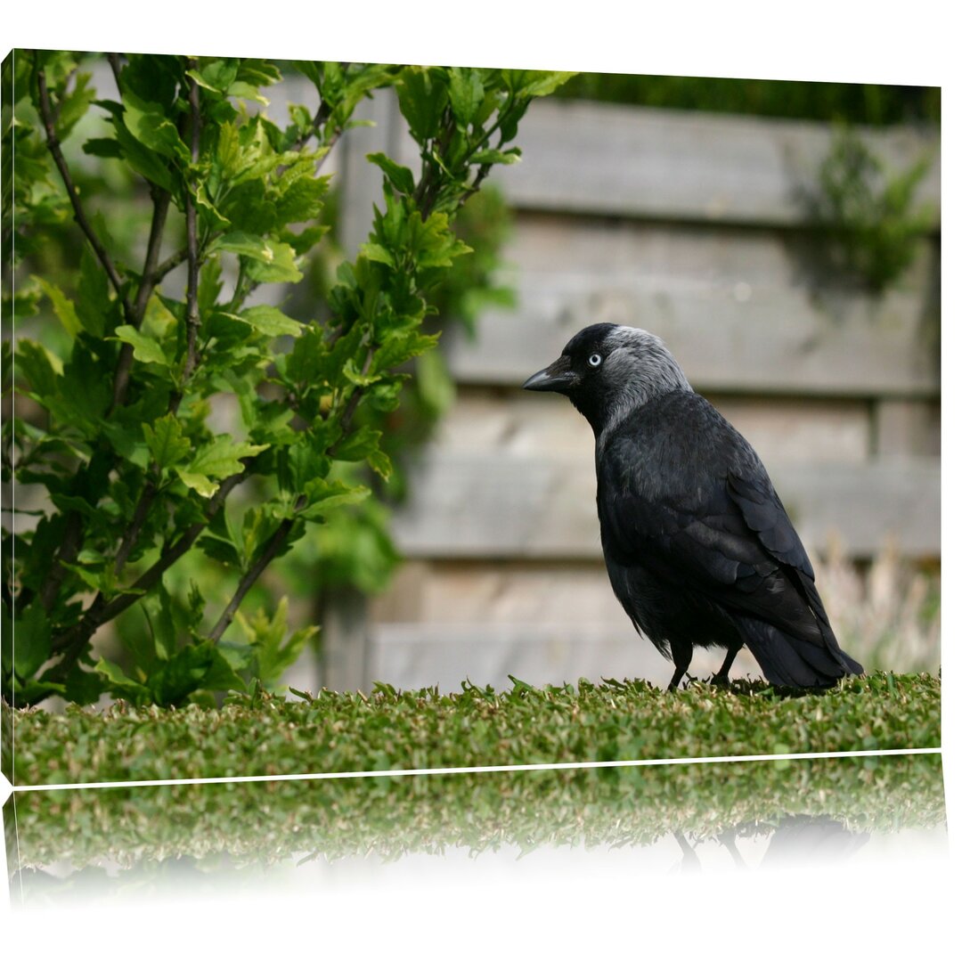 Leinwandbild Vogel auf Gartenwiese