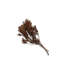 Jhau Tree 75Gm papier poly