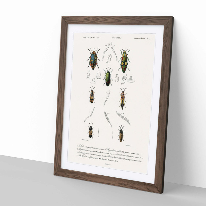 Beetle Illustration PL.4 by Charles D'Orbigny - Single Picture Frame Print, 33cm H x 24cm W x 2cm D, Walnut Framed