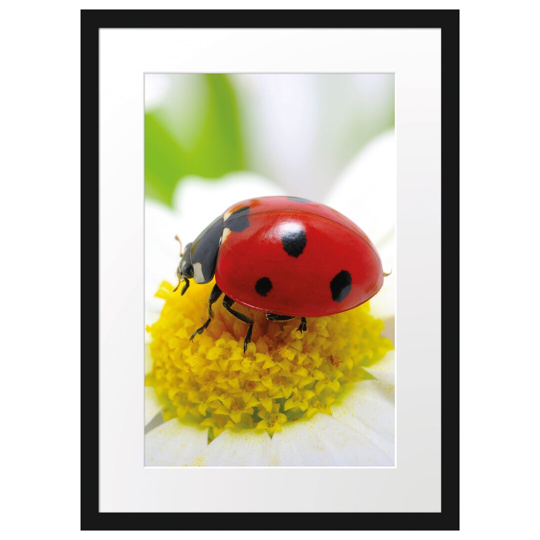 Marienkäfer auf einem Gänseblümchen Gerahmter Fotodruck Poster