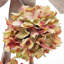 Hydrangeas, ensemble de 3 - multicolore