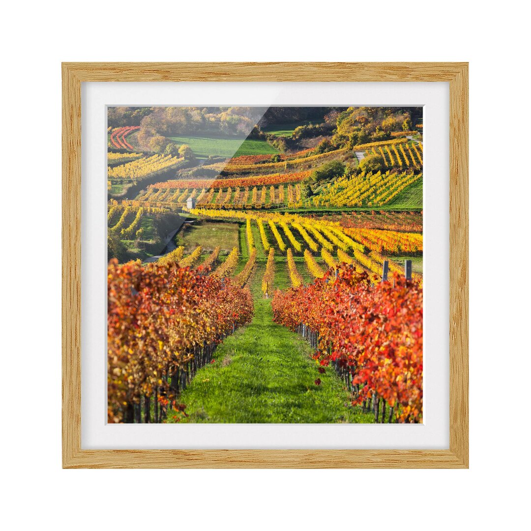 Gerahmtes Poster Vineyard View