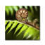 Fern Branch! Print-46773977-46773978