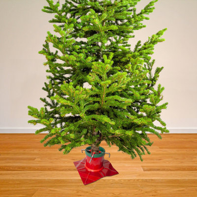 Santa Live Tree Stand