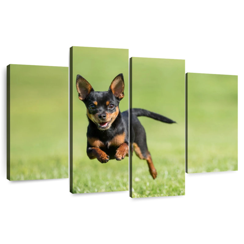 Chihuahua Sprint Brampt