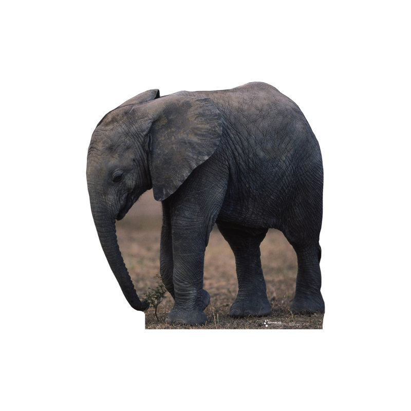 Life-Size Baby Elephant Cardboard Stand-Up