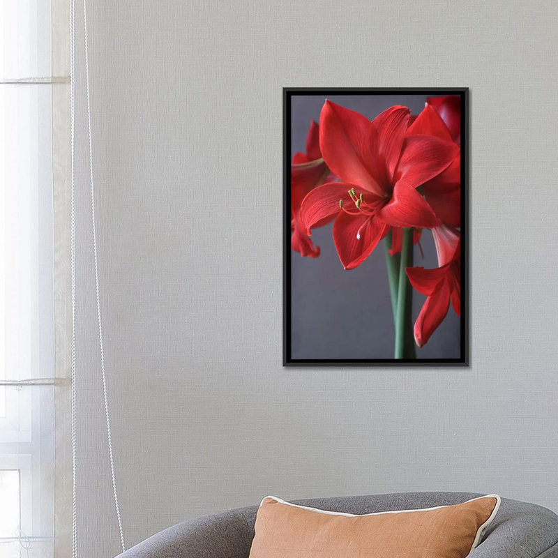 Amaryllis rouge, impression sur toile, H 26 po x l 18 po x P 1,5 po, Toile avec cadre noir, Pas de tapis