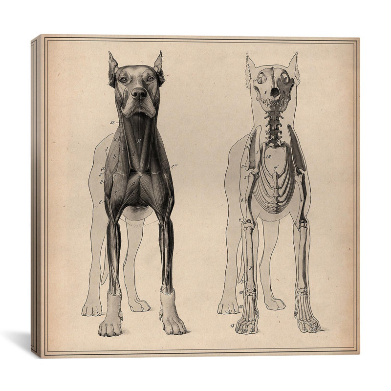 "Dog Anatomy Skeleton Front View" par Wilhelm Ellenberger et Hermann Baum, impression sur toile, H 37 po x l 37 po x P 1,5 po