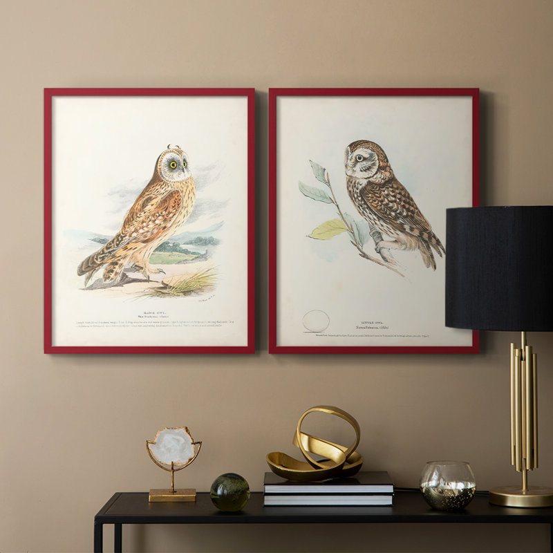 Hawk Owl - reproduction encadrée de qualité supérieure - prête à être accrochée - aucun clou requis - aucun clou requis