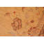 Tapis Seandrea