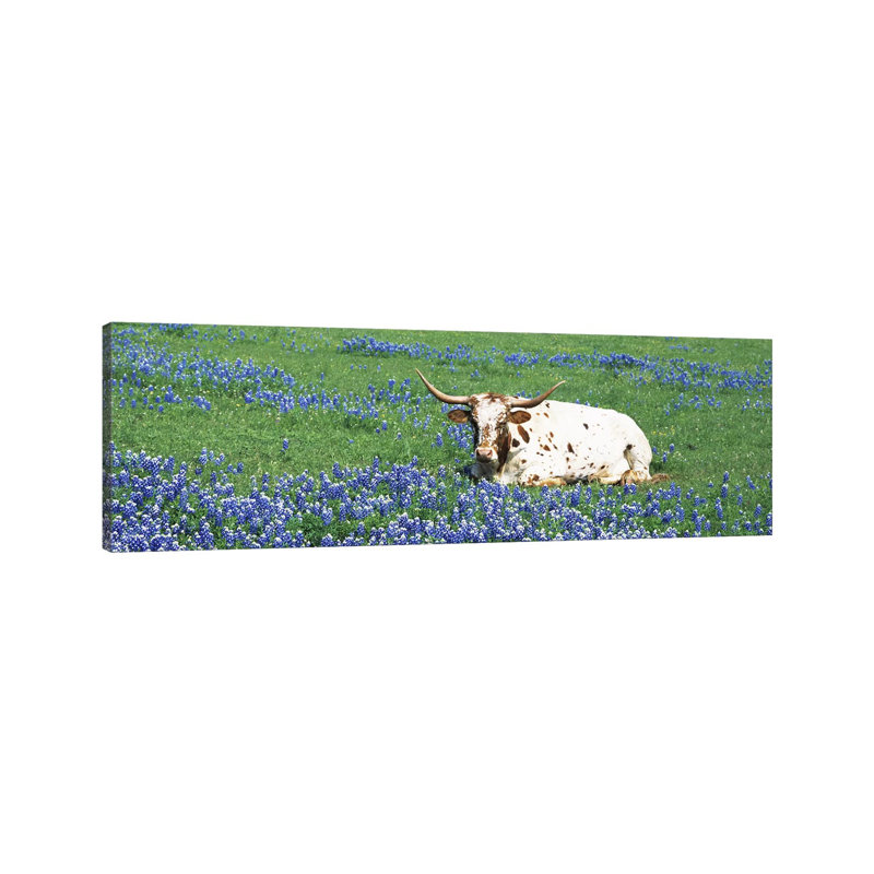 Texas Longhorn Cow Sitting On A Fieldhill County, Texas, USA by Panoramic Images - Wrapped Canvas Print