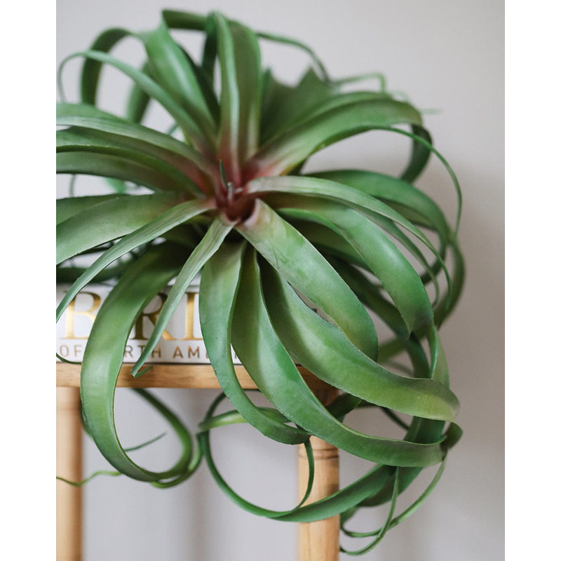 Grande plante à gazon 12 "