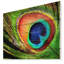 «Peacock Feather», impression-35124965-35124971