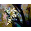 Yellow Leaves In The Forest Print by Tom Kostes-838583720