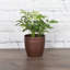 Live Arboricola Plant in Classic Pot-49662225