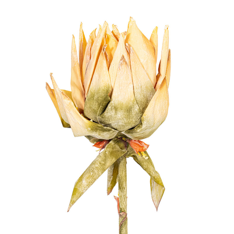 Vickerman Dea Protea Stem, 2 par sac, 37 plantes, Crème