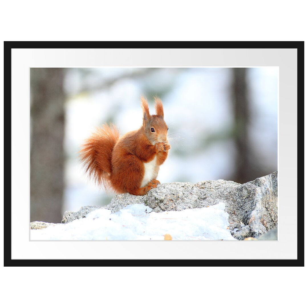 Gerahmtes Poster Eichhörnchen im Schnee