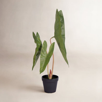 20" Alocasia Aequiloba Potted Plant.