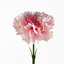 Plastic, Silk Artificial Arrangement-88685013