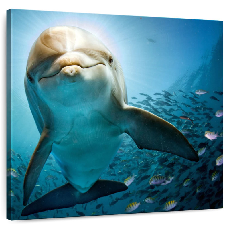 Brampt Curious Dolphin, 36" H x 36" W