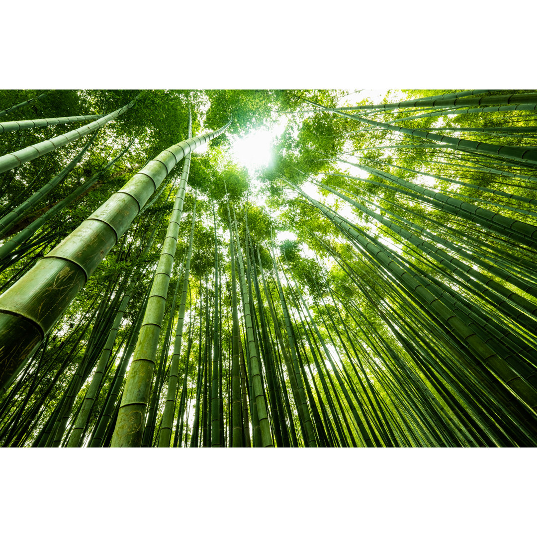 Giant Bamboo