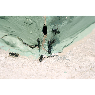 Ants par Clairedj1