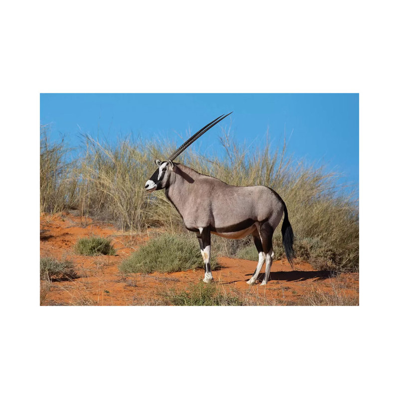 Oryx Kalahari par Mogens Trolle - photographie sur toile tendue, H 18 po x l 26 po x P 1,5 po
