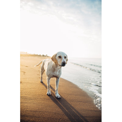 Chien à la plage par Agrobacter