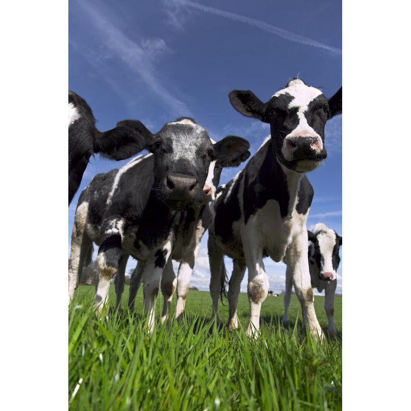 Holstein Calves - Wrapped Canvas Print, 122cm H x 81cm W x 3.8cm D
