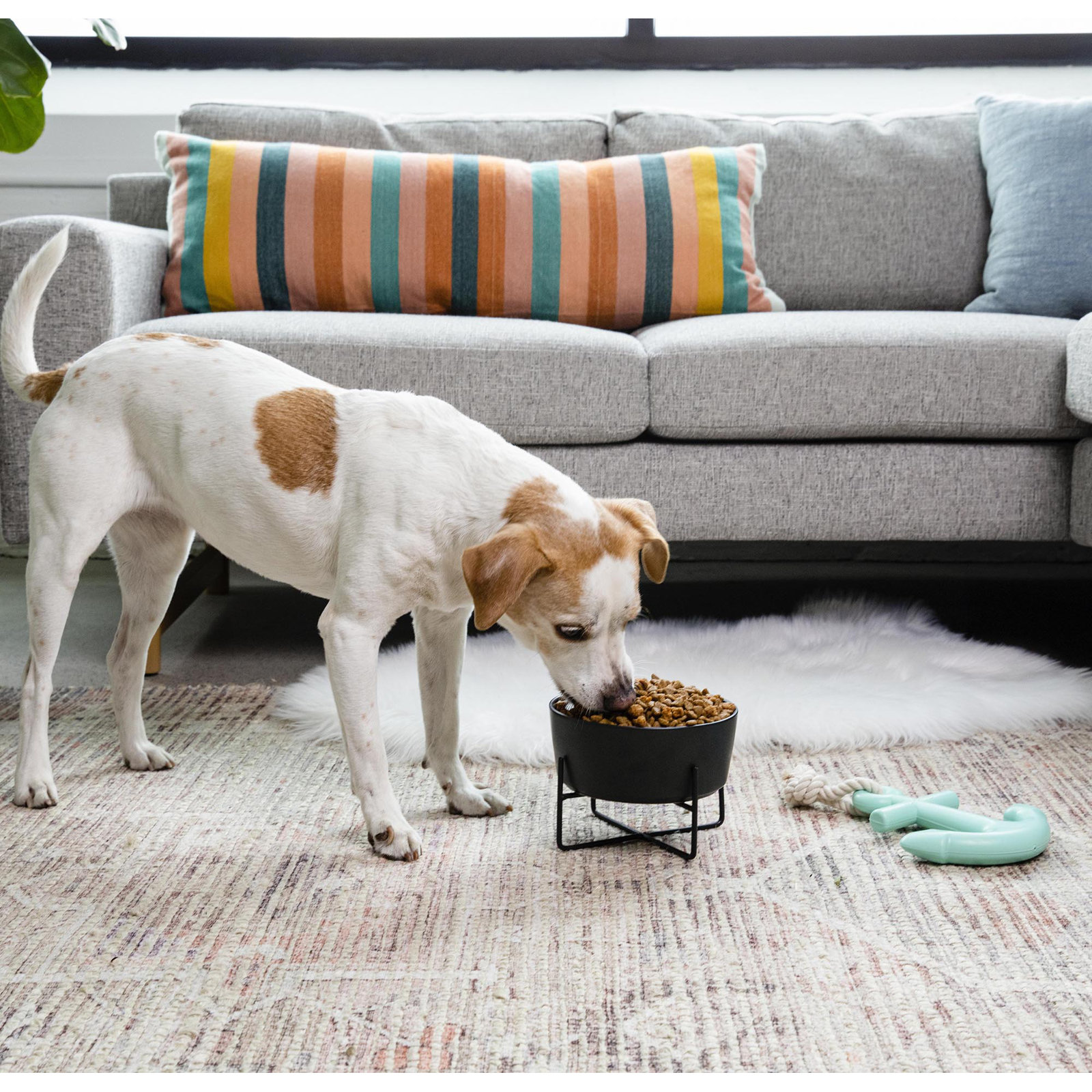 Simple Solid Bowl & Dog Bowl Stand, Black, Large (8 cups / 64 fl. oz.)