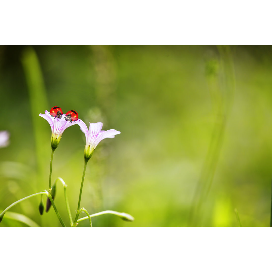 Marienkäfer auf einer Pusteblume von Nicholashan - Kunstdrucke auf Leinwand