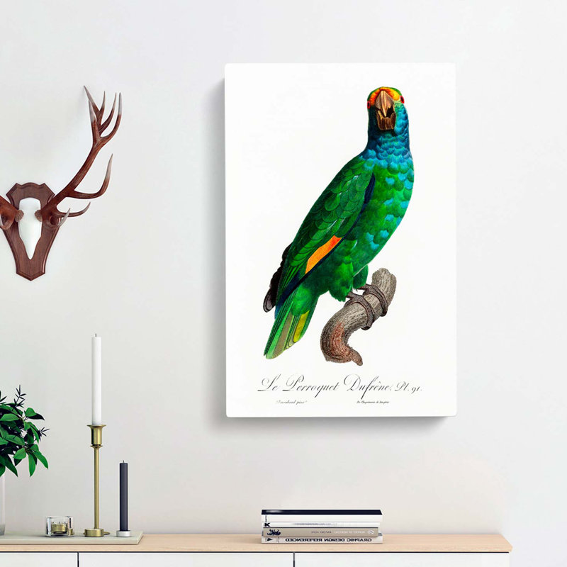 Blue-Cheeked Amazon Parrot by F. Levaillant - Wrapped Canvas, 50cm H x 35cm W x 3cm D