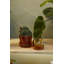 Callio Glass Pot with Saucer-1130474168