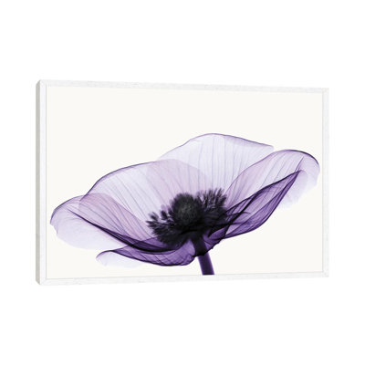 Anemone II - Print on Canvas