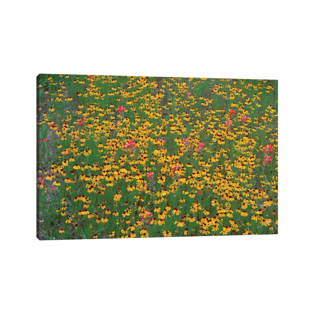 Paintbrush And Coreopsis Meadow, Hill Country, Texas von Tim Fitzharris - Gallery-Wrapped Canvas Giclée